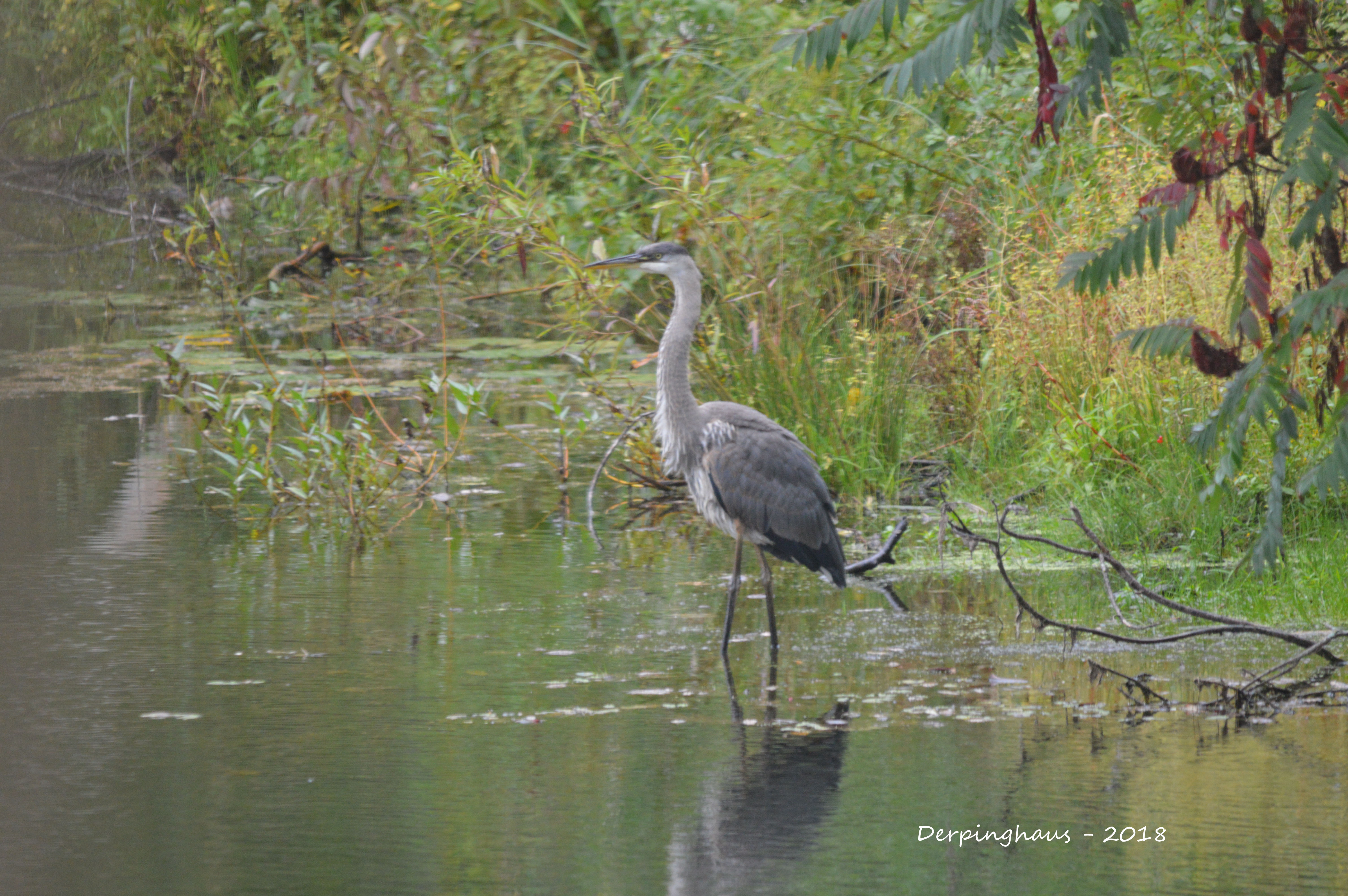 Blue Heron