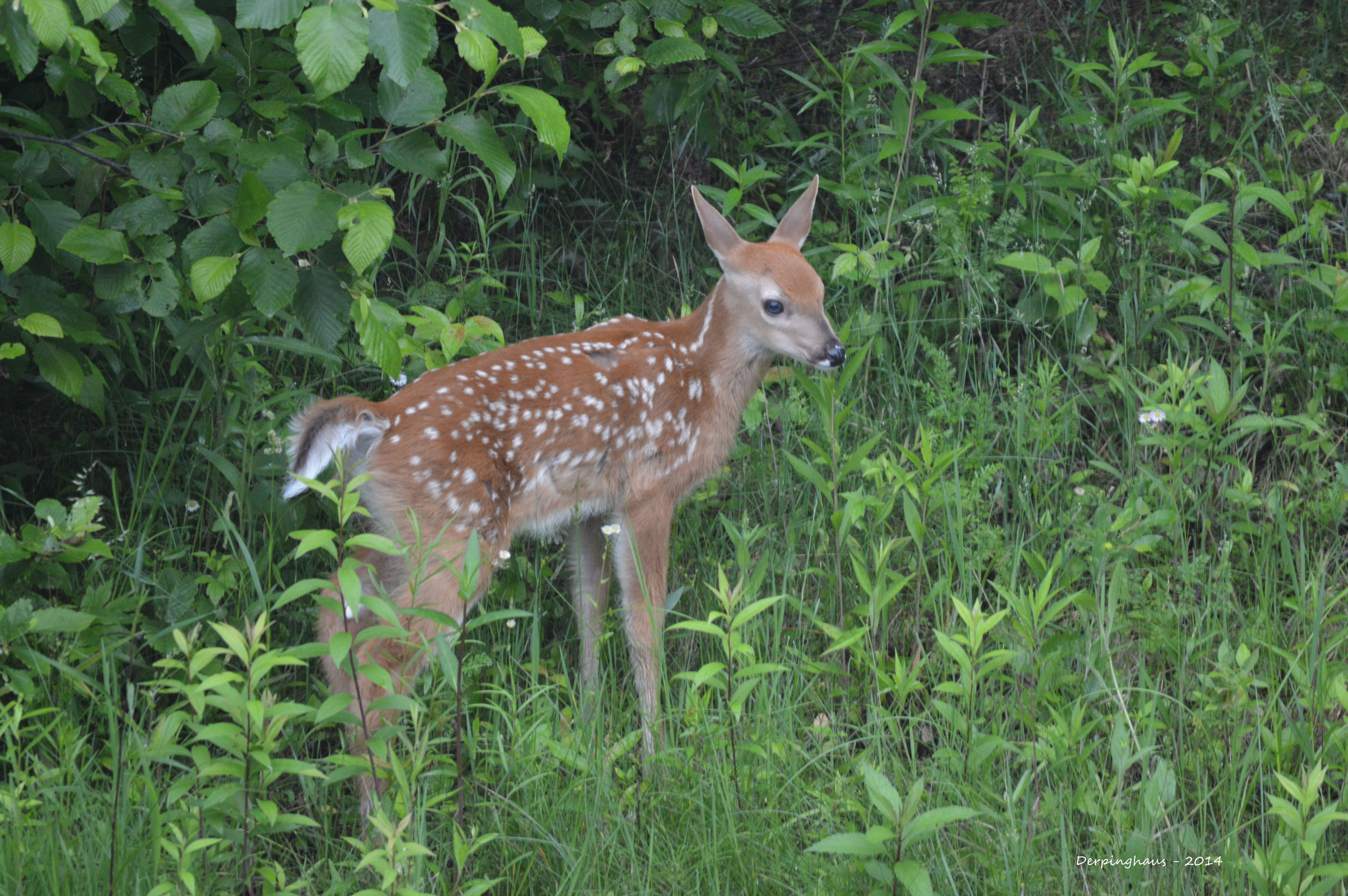 Fawn