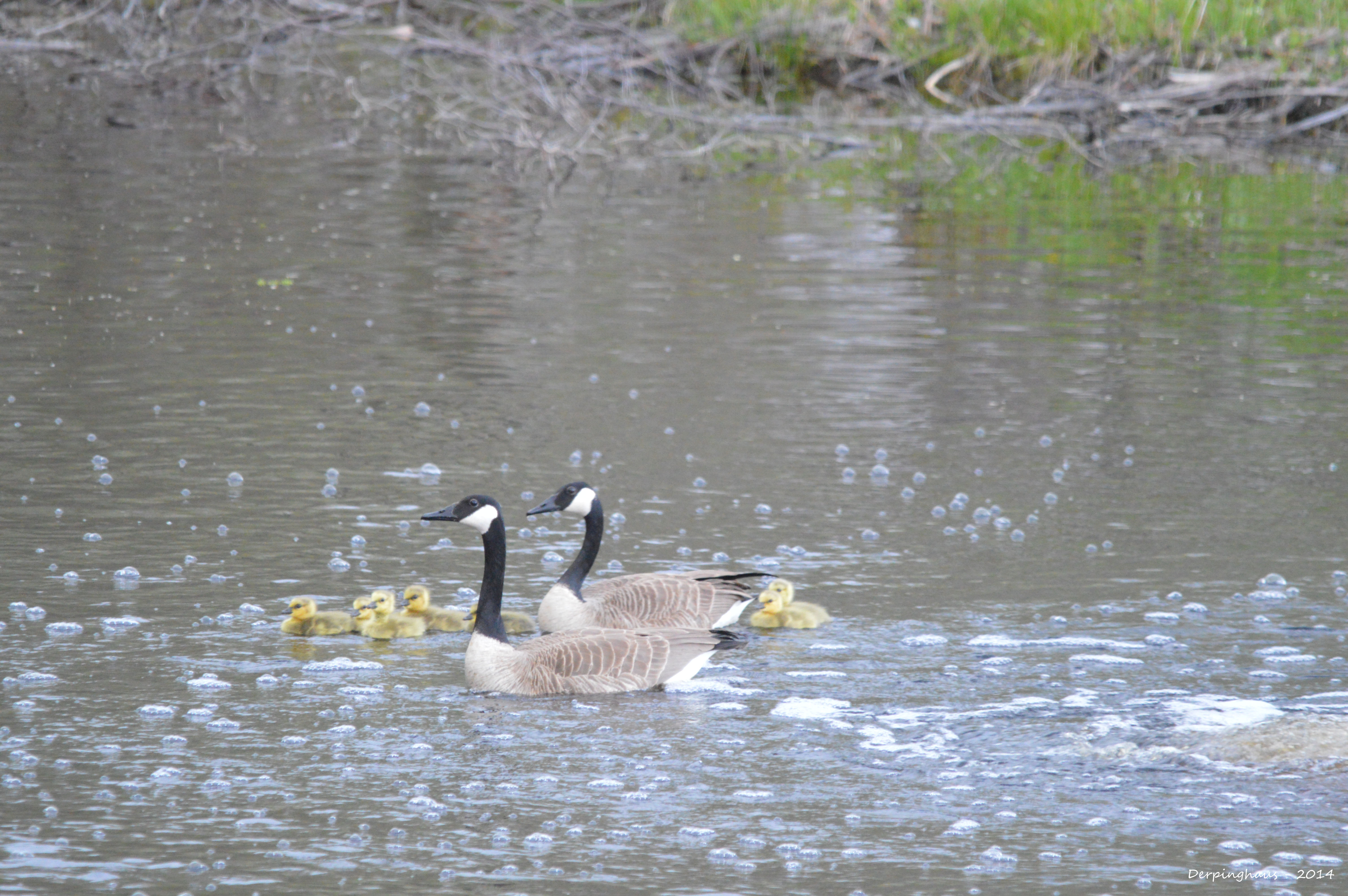 Geese Family