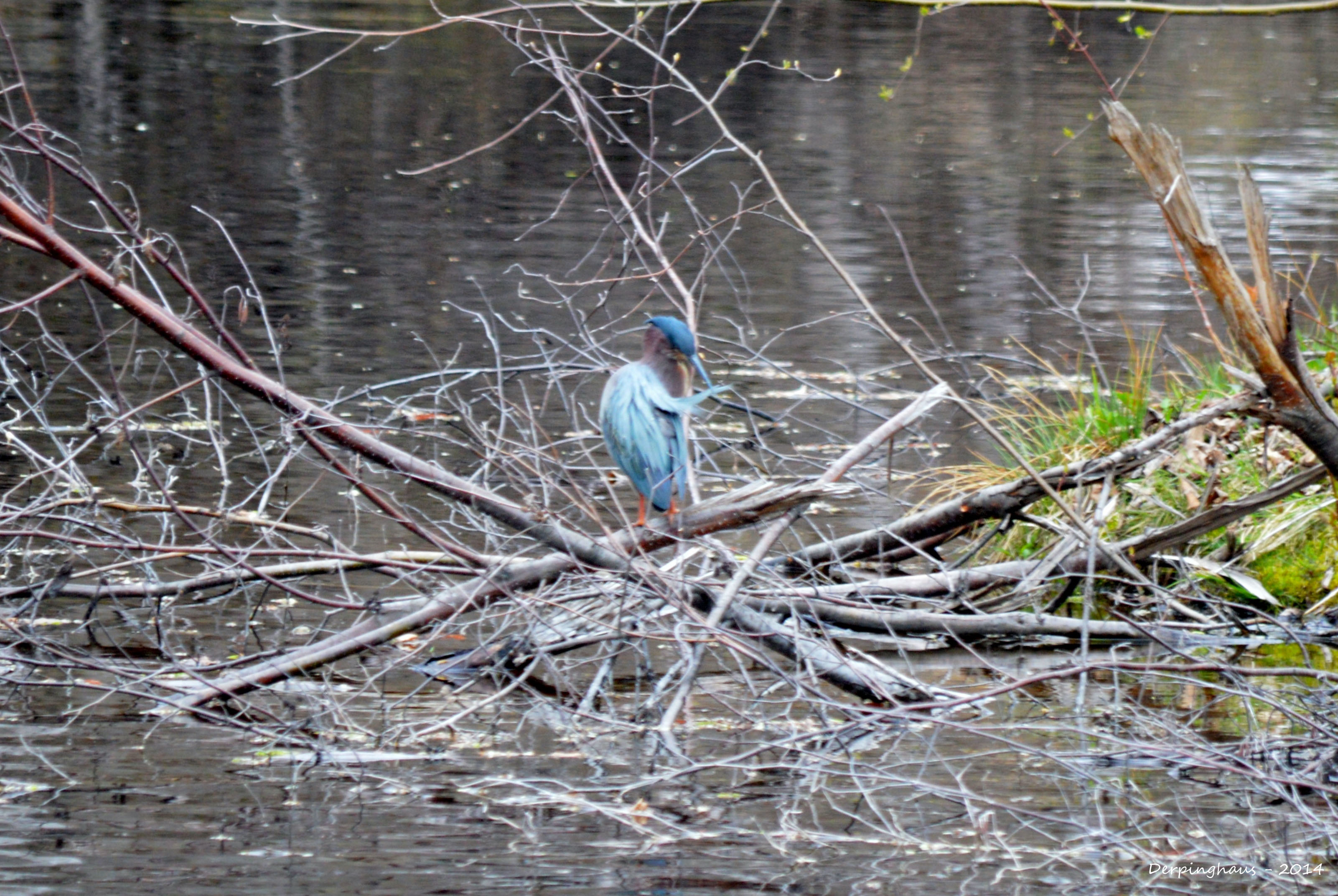 Green Heron